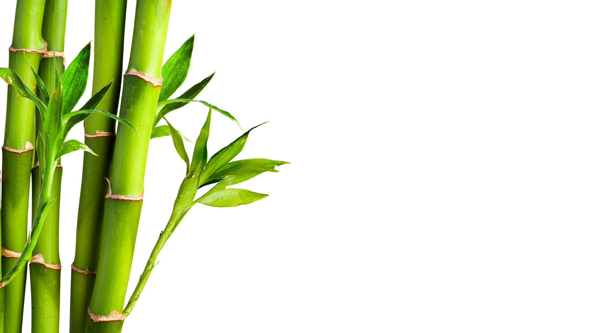 Image of a growing plant
